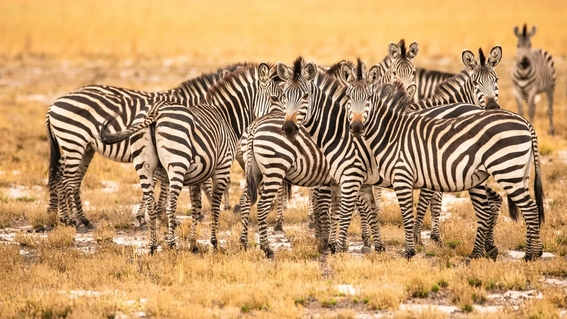 Herd of zebras standing in golden grass