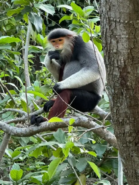 Red-shanked douc monkey in the forest near Da Nang, Vietnam
