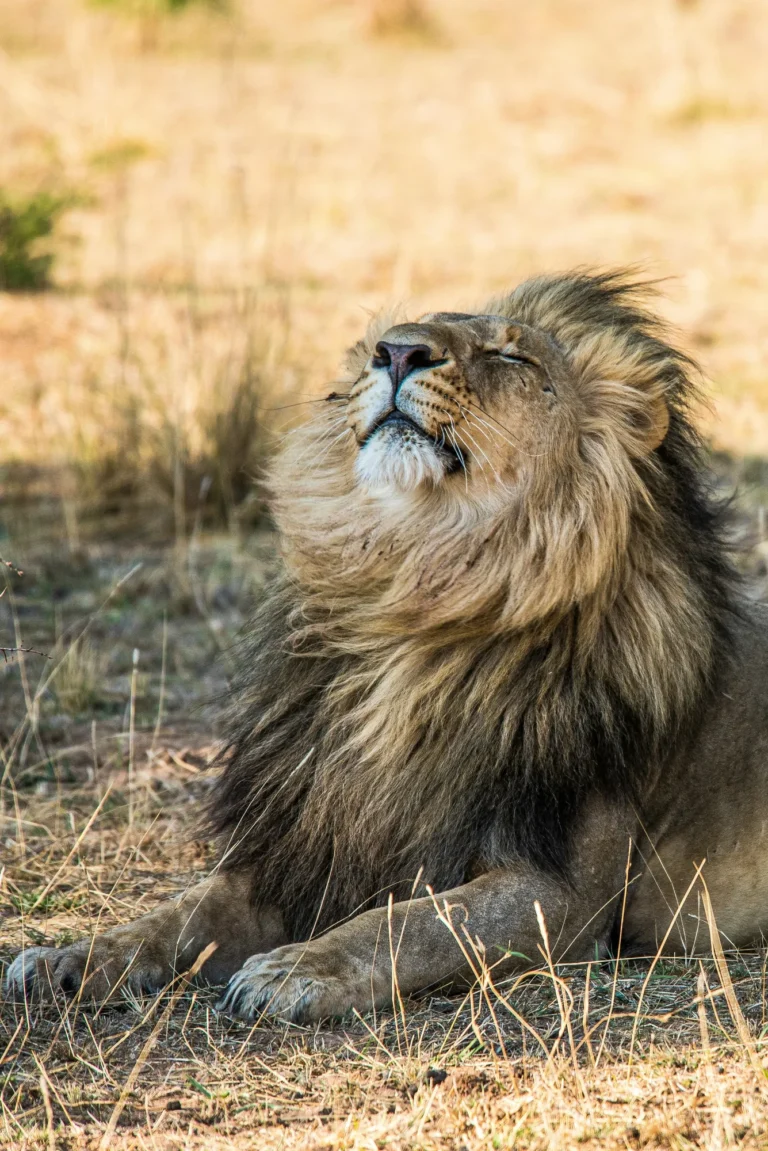Male lion resting in dry grass