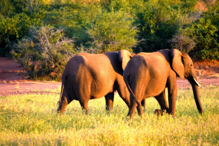 Elephants walking through grass on safari