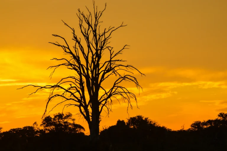 Silhouette of a bare tree against an orange African sunset