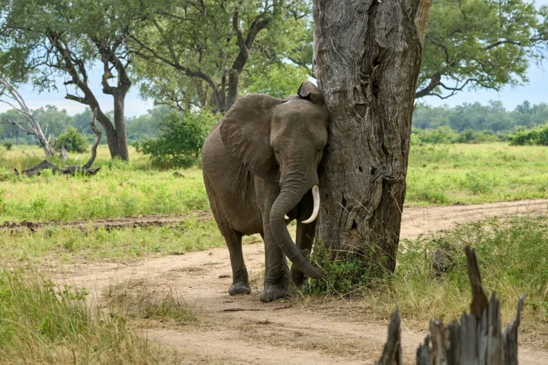 Elephant standing beside a tree near the Elephant Cafe