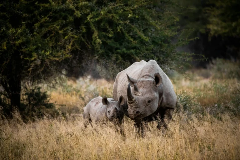 Rhinoceros and calf resting in grass