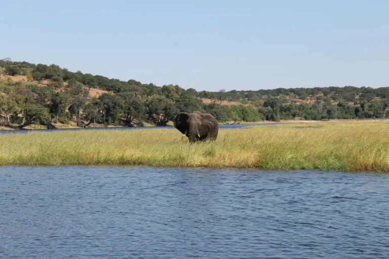 Elephant on a grassy bank of the Zambezi River
