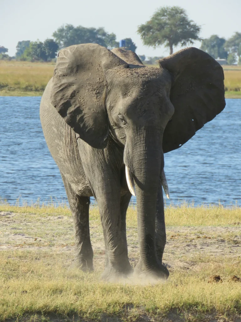 Elephant walking beside the Chobe River