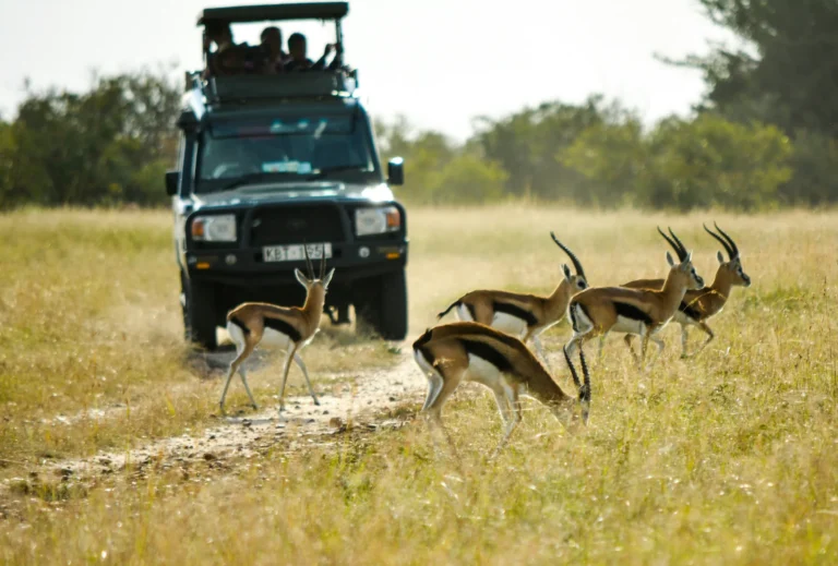 Antelope passing in front of an open safari vehicle in Chobe