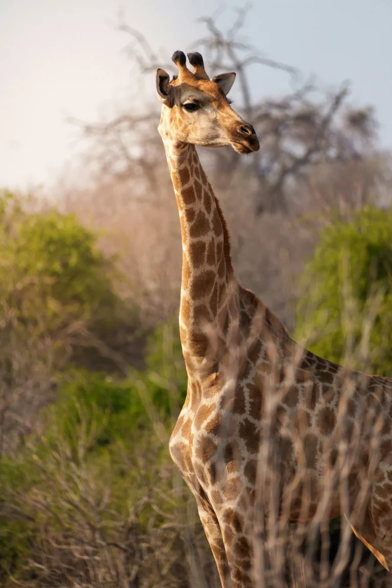 Giraffe standing among trees in Chobe National Park