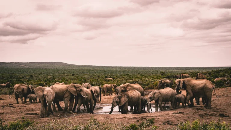 Herd of elephants gathering at a waterhole