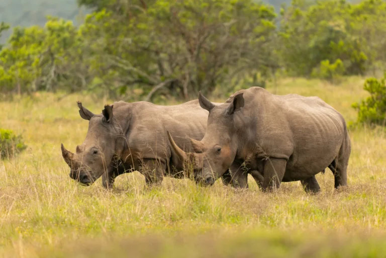 Two rhinoceroses walking through tall grass