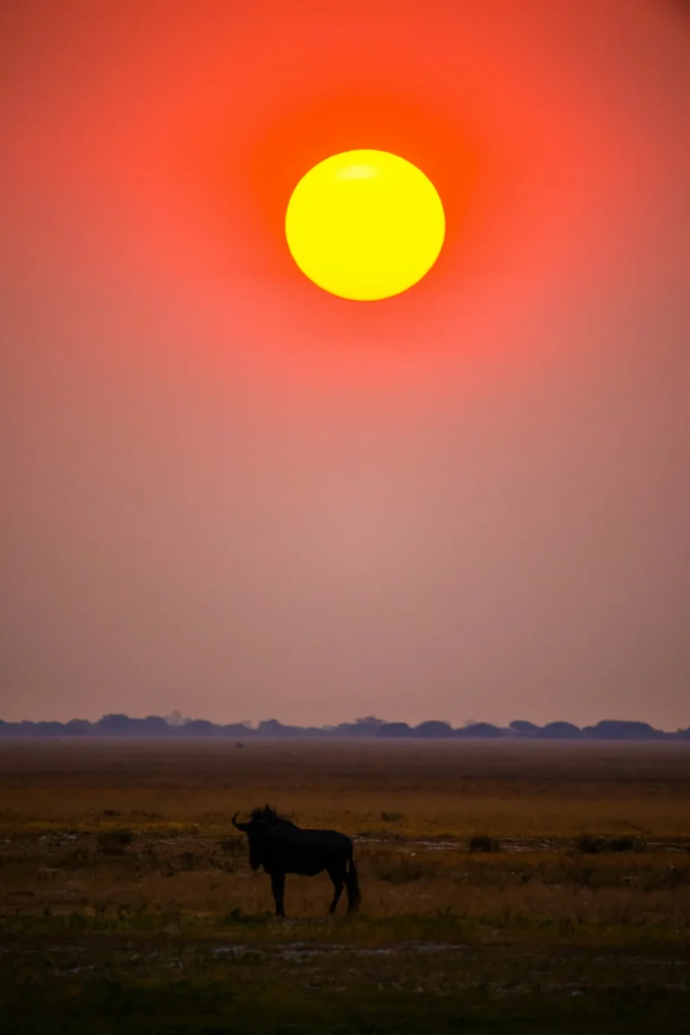 Orange sun above the Zambian plains with an animal in silhouette